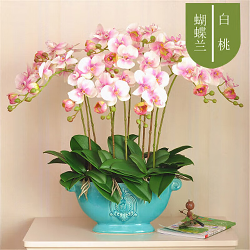 以綠蘋(píng)果之姿，獻(xiàn)禮師恩 泰西絲蝴蝶蘭，一份小眾而名貴的匠心之選